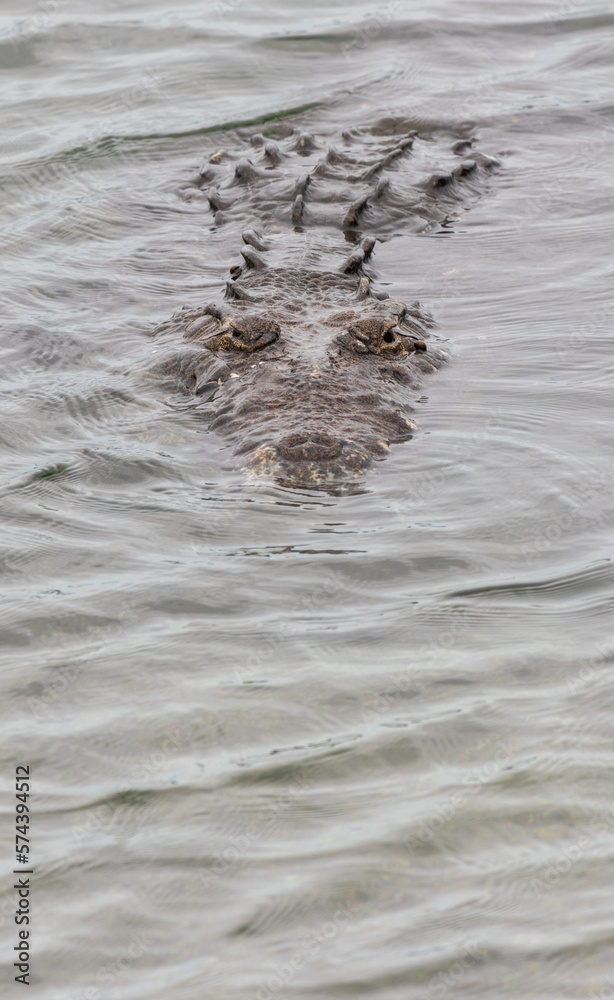 Cocodrilo de pantano tomando el sol en la Laguna del Carpintero en Tampico, Tamaulipas, México. Cocodrilo de pantano tomando el sol en la Laguna del Carpintero en Tampico, Tamaulipas, México.