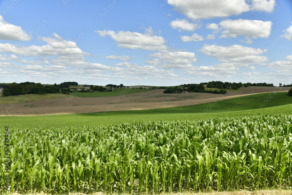 Champs de maïs sous un ciel parsemé de cumulus de beau temps aux environs du bourg de Vendoire au Périgord Vert 