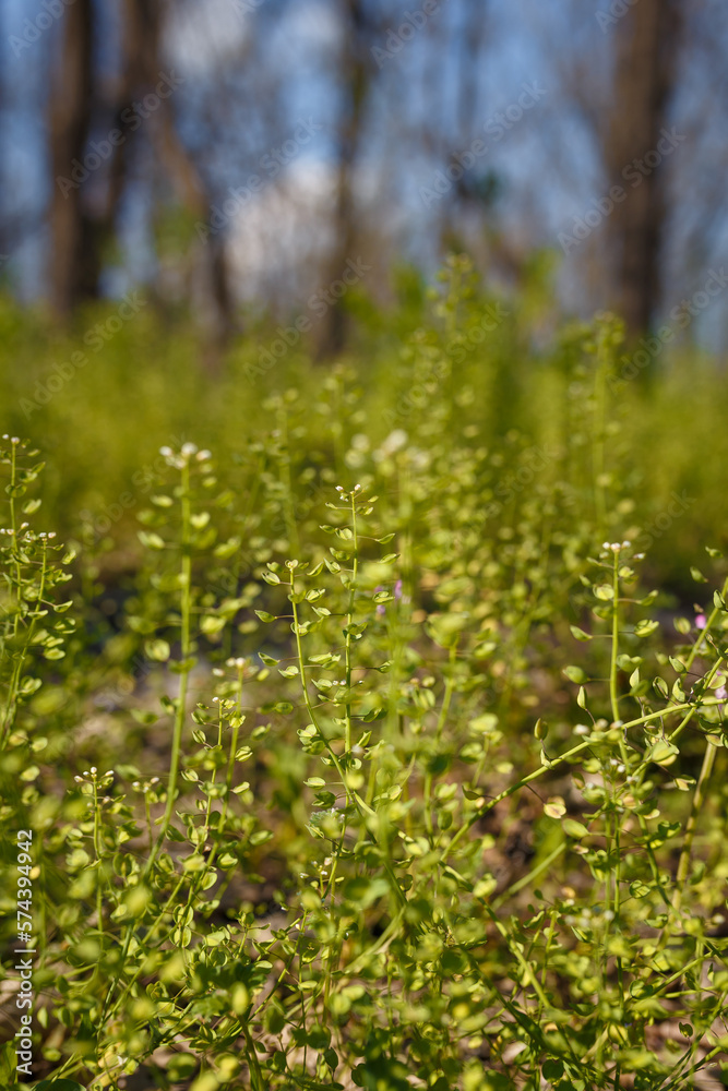 Beautiful grass and tiny flowers on forest ground, tender spring sprouts, natural background. Soft focused vetcal shot Beautiful grass and tiny flowers on forest ground, tender spring sprouts, natural background. Soft focused vetcal shot