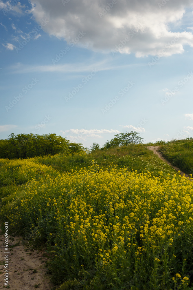 Yellow blooming rapeseed flowers or canola in Ukrainian spring natural meadow on blue cloudy sky background. Biofuel, biodiesel