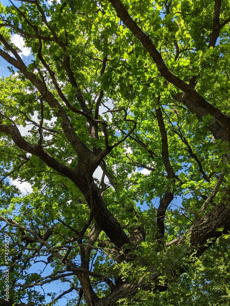 trees in the forest