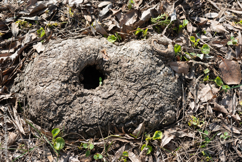 Tree root on the surface of the earth with a hole in the center © Oleg Kovtun