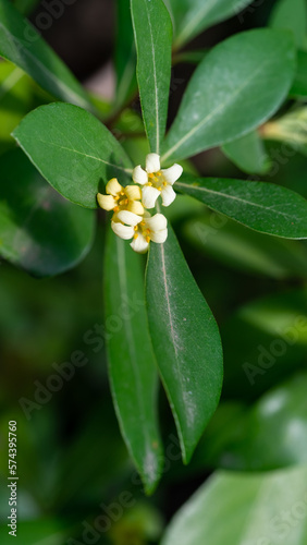 Pittosporum tobira, white-yellow flowers on a background of green leaves