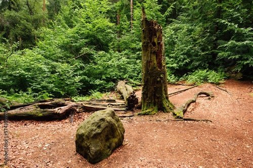 Green forest