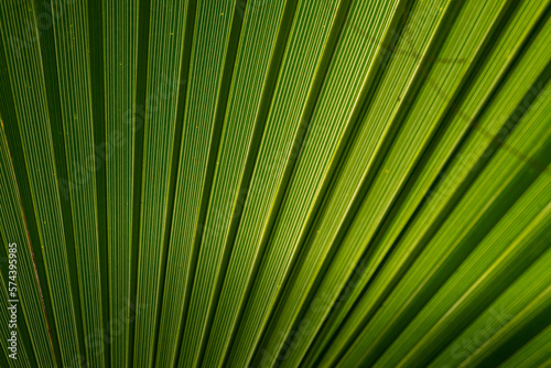 The play of light and shadows  the texture of straight lines near the green palm leaf