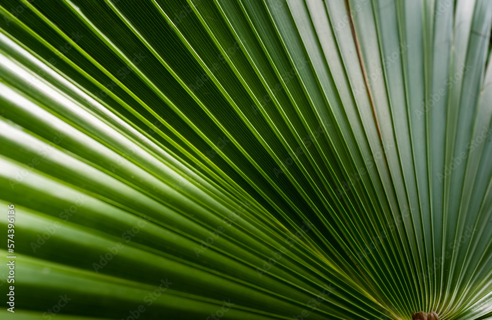 The play of light and shadows, the texture of straight lines near the green palm leaf The play of light and shadows, the texture of straight lines near the green palm leaf