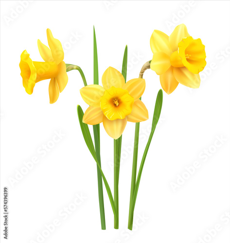 Fototapeta Naklejka Na Ścianę i Meble -  Yellow daffodils isolated on white. Vector illustration.