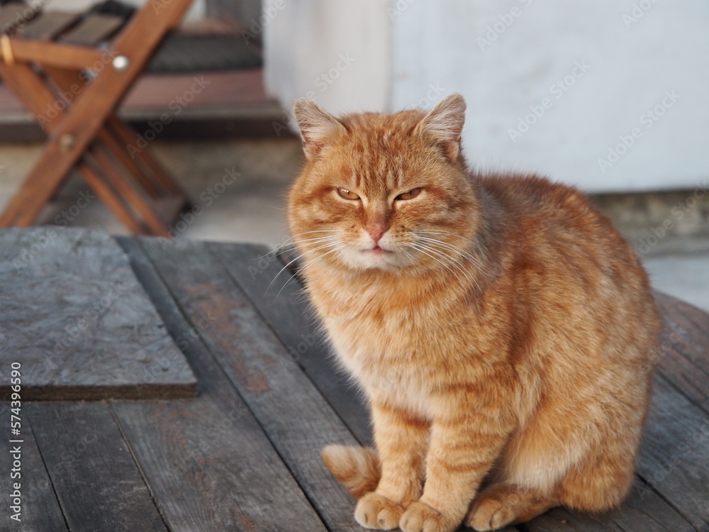 Fototapeta premium Red cat on a wooden surface