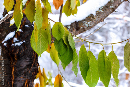 colorful fall leaves hanging from a tree branch on a snowy day in late November photo