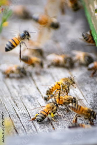 Bee © Emilio Torres