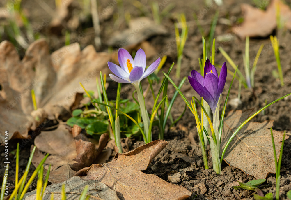 Garden crocuses bloom in spring in the botanical garden, Odessa Garden crocuses bloom in spring in the botanical garden, Odessa