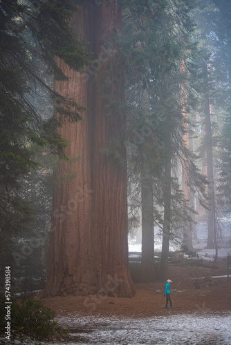 A lone girl in a blue jacket walks in the fog and admires the massive, tall sequoia trees in Sequoia National Park in the Sierra Nevada, California, USA