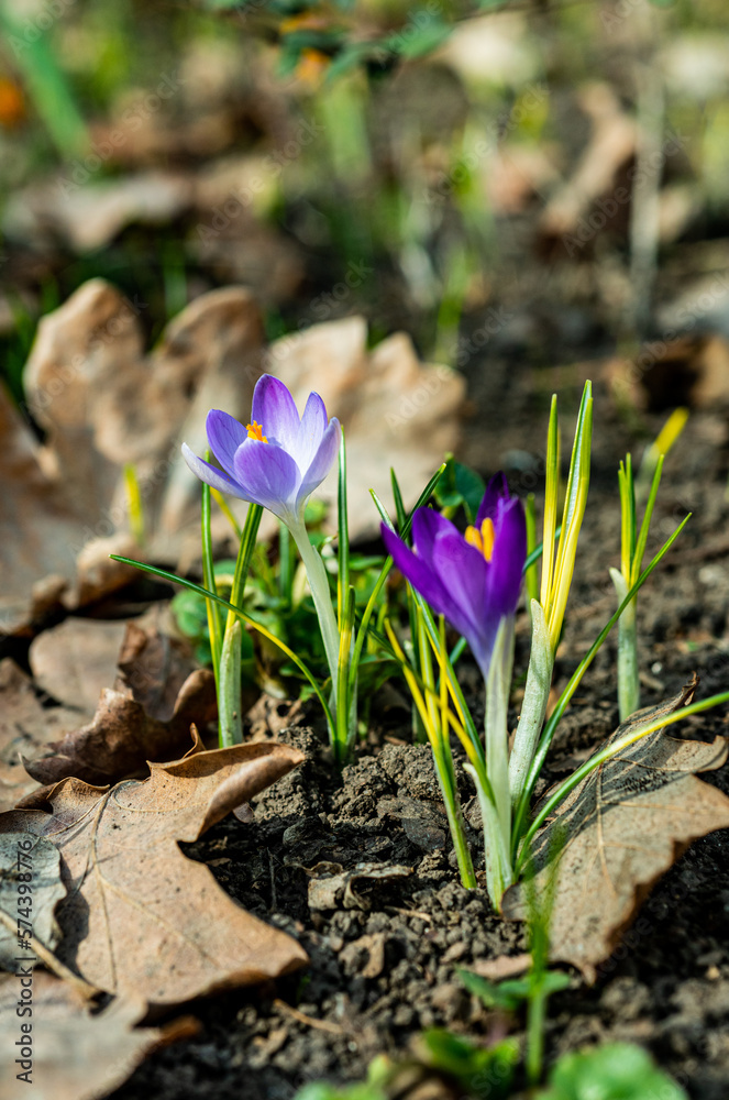 Garden crocuses bloom in spring in the botanical garden, Odessa