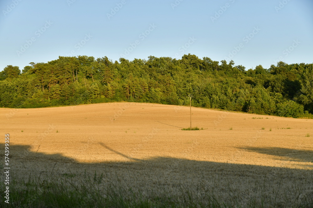 Obraz premium Plantation de blé devant un bois sur l'une des collines sous la lumière du coucher de soleil au bourg de Champagne au Périgord Vert 