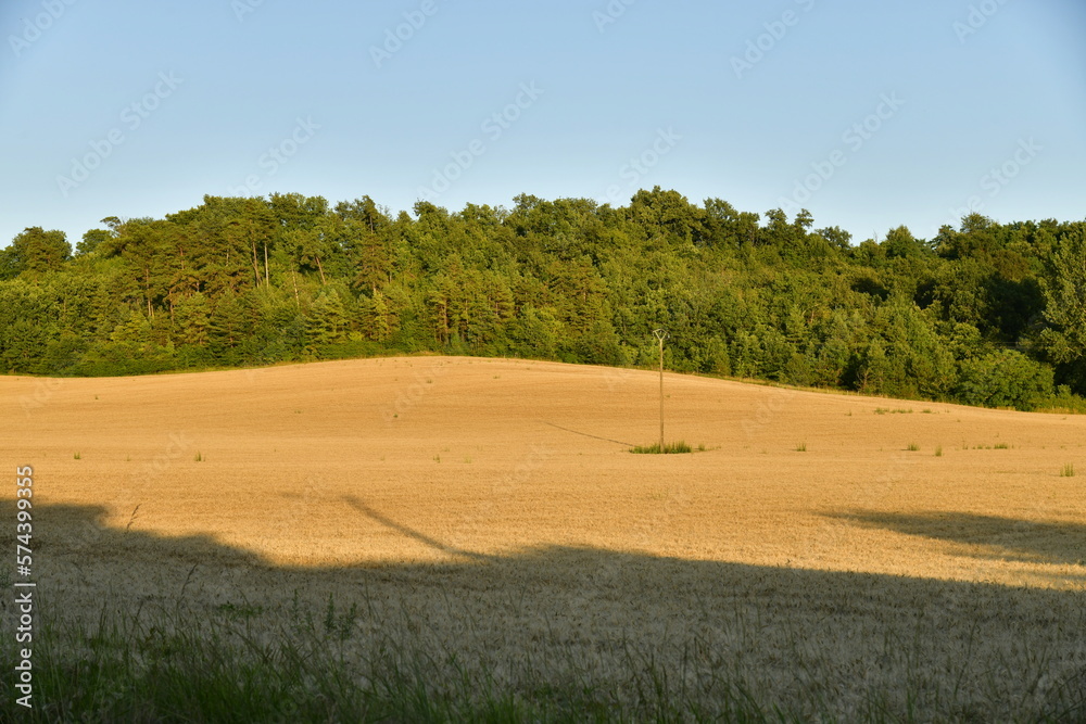 Plantation de blé devant un bois sur l'une des collines sous la lumière du coucher de soleil au bourg de Champagne au Périgord Vert 