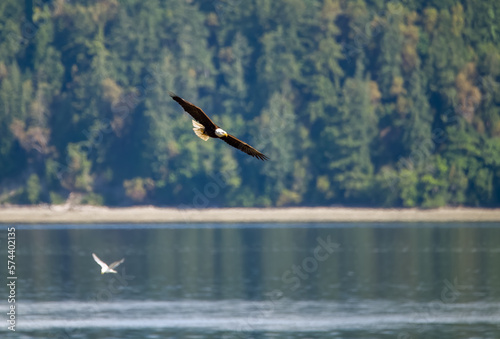 Bald eagle over the lake