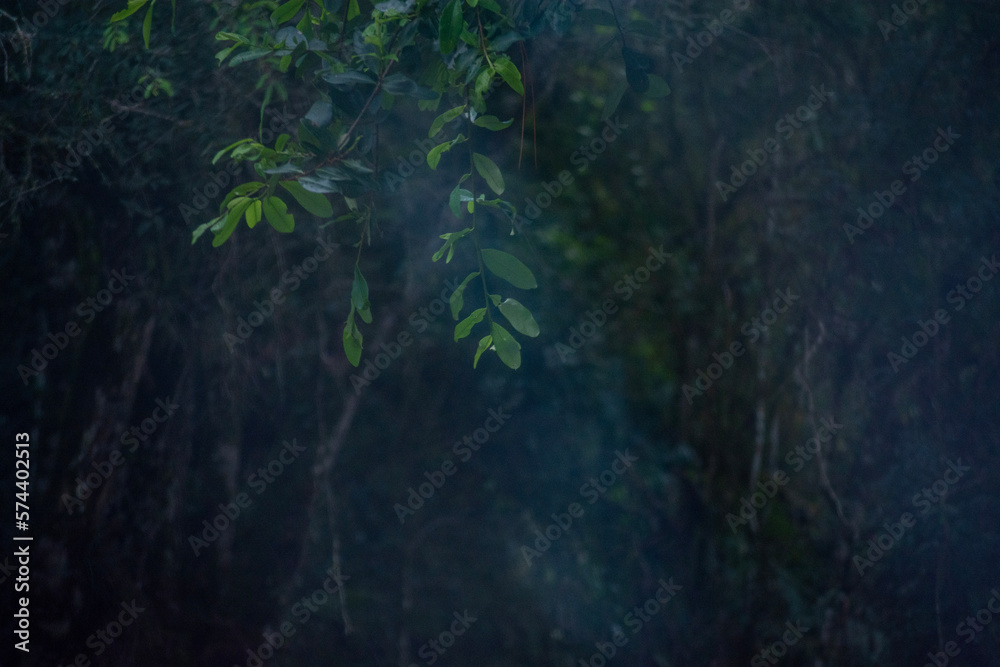 wild forest wild forest