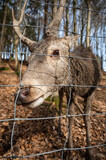 Deer behind fence at a public wildlife park zoo looking at camera, animal welfare, vertical shot