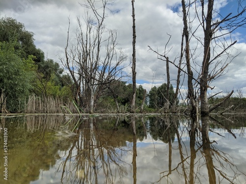 reflection of trees in water