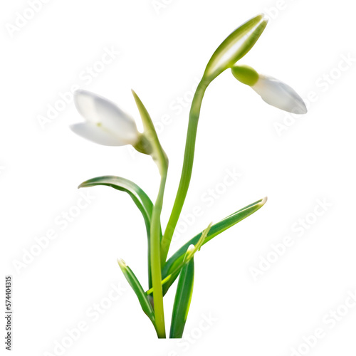 Spring snowdrops flowers with snow in PNG isolated on transparent background
