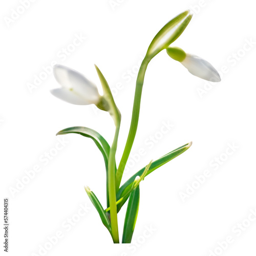 Spring snowdrops flowers with snow in PNG isolated on transparent background