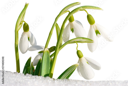 Spring snowdrops flowers with snow in PNG isolated on transparent background