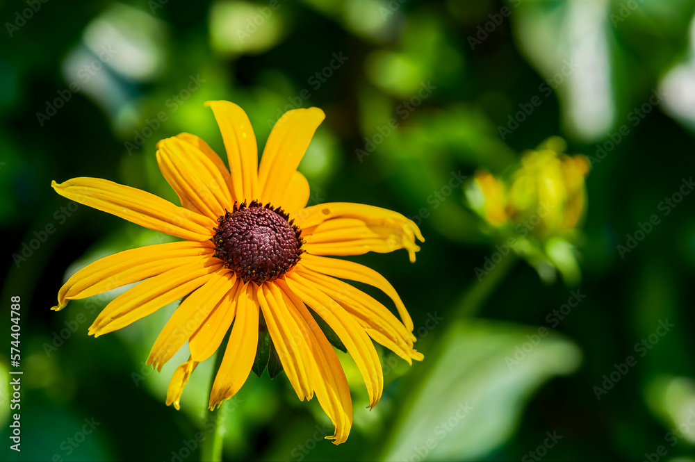 Close-up of a yellow coneflower (Rudbeckia fulgida) in front of a green background. Close-up of a yellow coneflower (Rudbeckia fulgida) in front of a green background.