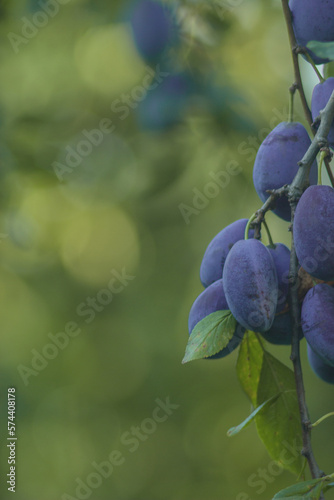 Ripe fruits. Prunus domestica, the European plum, ripe blue plum on the branch. Rich harvest, Macro, Selective focus, Copy space for your text