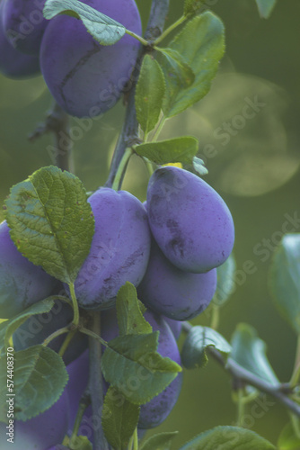 Ripe fruits. Prunus domestica, the European plum, ripe blue plum on the branch. Branch of plums with leaves, Rich harvest, Closeup, Selective focus