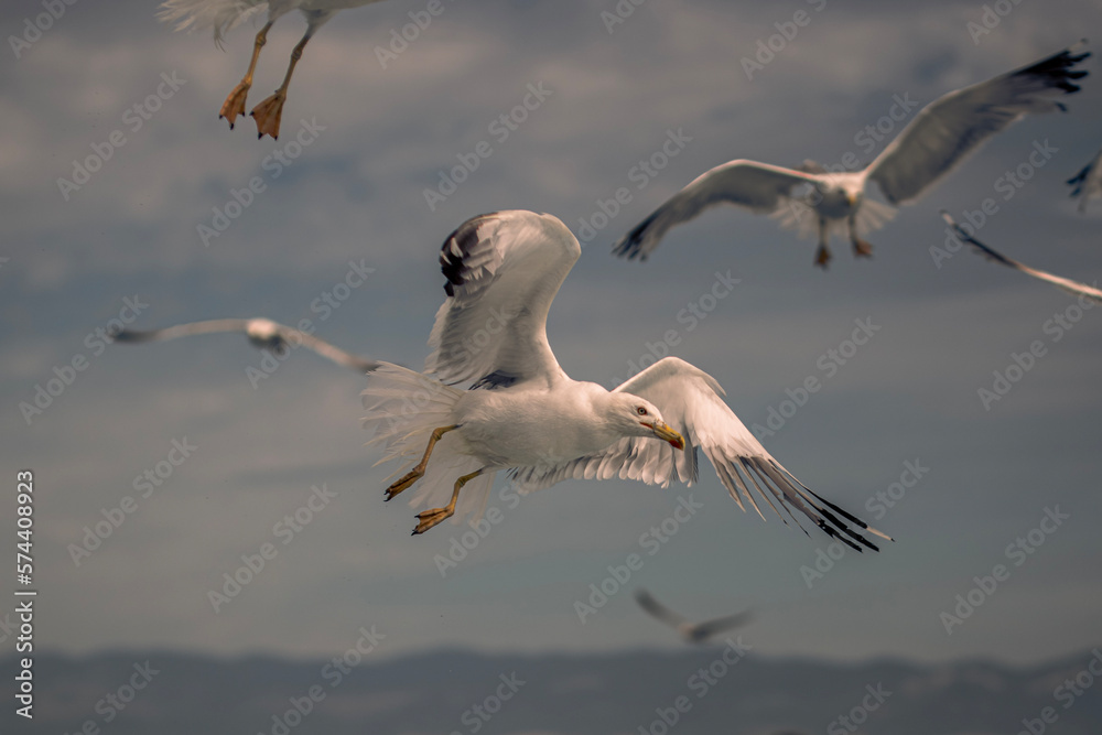 Obraz premium seagull in flight