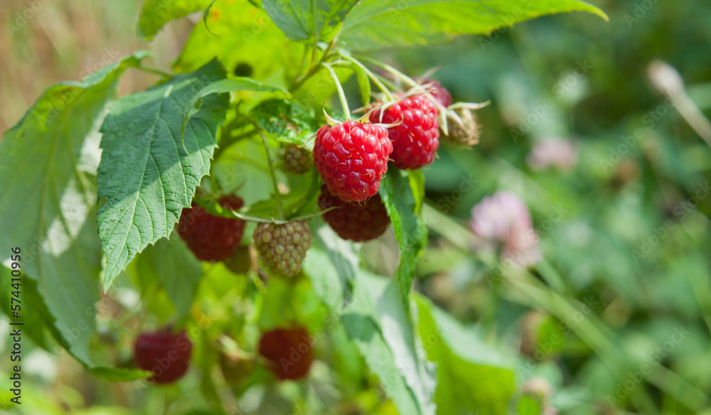 Red raspberry bush with fruit and flowers in wild food garden, with bees and other polinators. Red raspberry bush with fruit and flowers in wild food garden, with bees and other polinators.