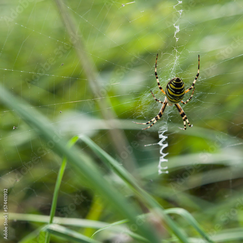 Wild naturalistic garden with wasp spider - place for the insects in the longer grass.