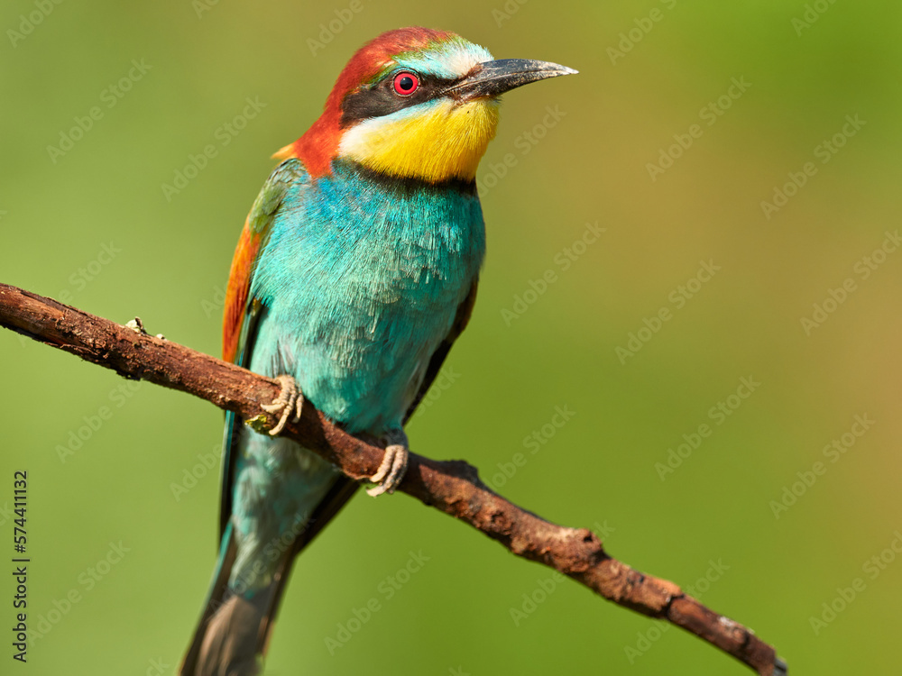 Motley European bee-eater is sitting on a branch Motley European bee-eater is sitting on a branch