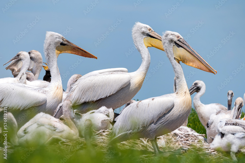 Dalmatian pelican or Pelecanus crispus on their nest colony Dalmatian pelican or Pelecanus crispus on their nest colony