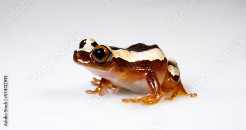 Kleiner Bananenfrosch // Lesser banana frog  (Afrixalus brachycnemis)  photo