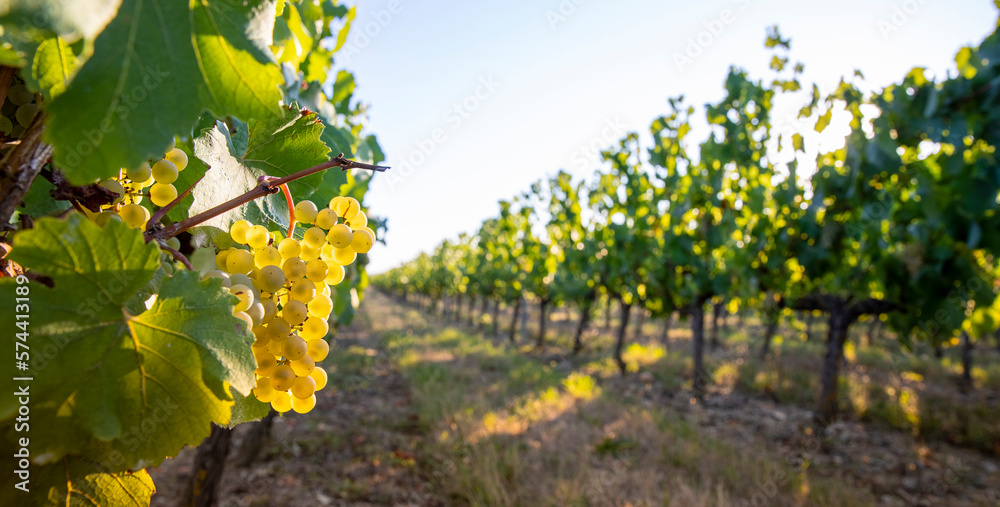 Grappe de raisin blanc dans les vignes au soleil. Stock Photo | Adobe Stock