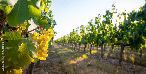 Grappe de raisin blanc dans les vignes au soleil.