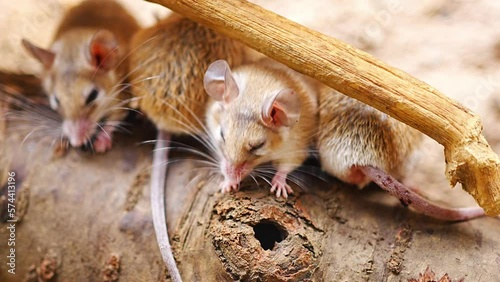 Family of spiny mouses, species of rodent within the genus Acomys - spiny mice are small mammals with bare, scaled tails
