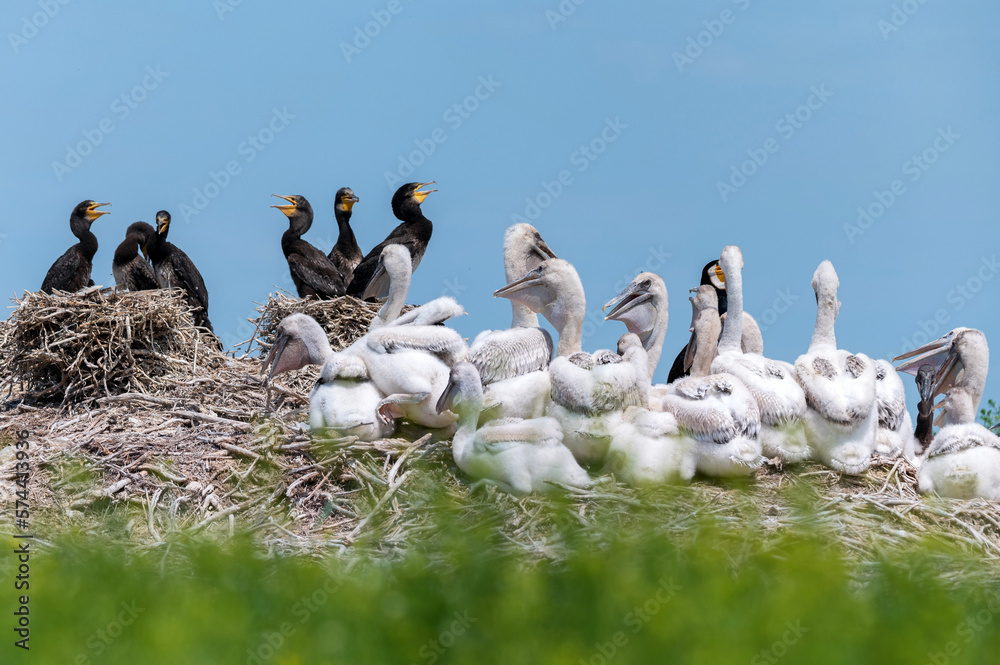 Dalmatian pelican and great cormorant nest colony Dalmatian pelican and great cormorant nest colony