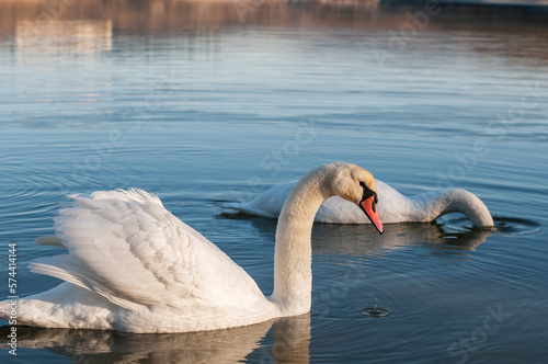 Fototapeta Naklejka Na Ścianę i Meble -  white swans group on the lake swim well under the bright sun