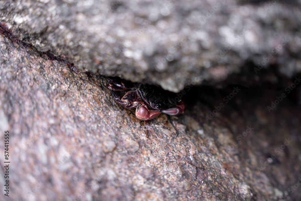 A striped shore crab is hiding between two big rocks on the surface A striped shore crab is hiding between two big rocks on the surface