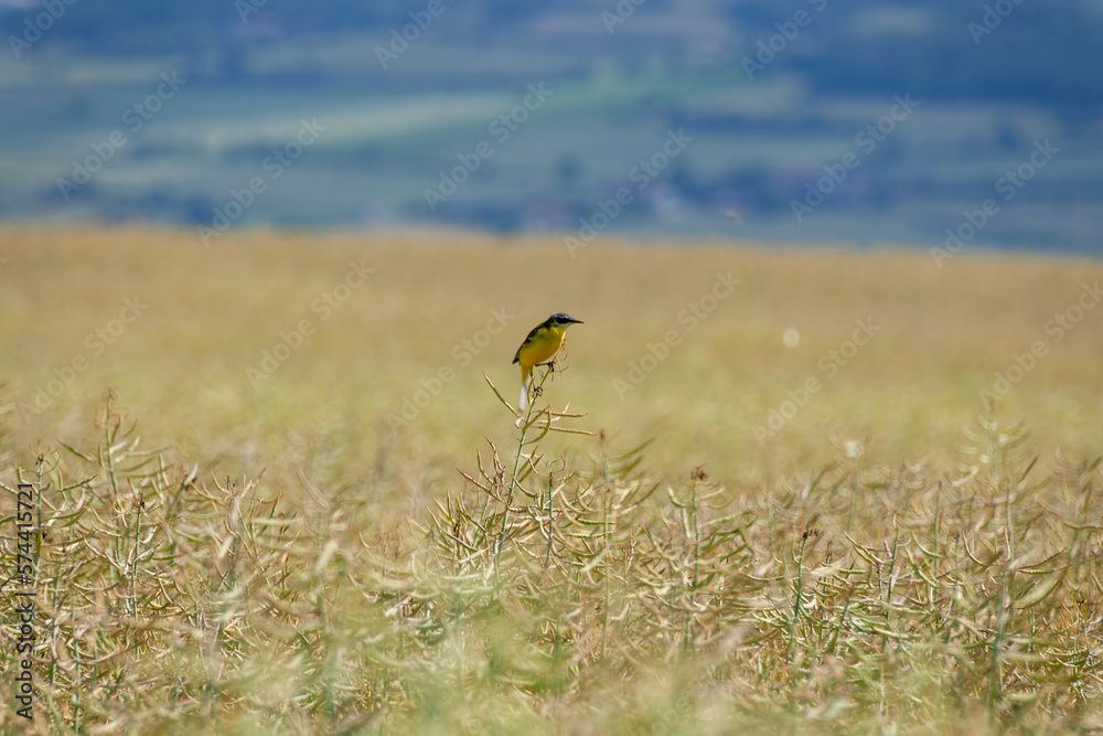 Pájaro posado sobre una flor en medio de un campo
