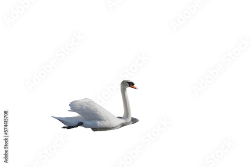 Fototapeta Naklejka Na Ścianę i Meble -  Side view of a mute swan in png transparency