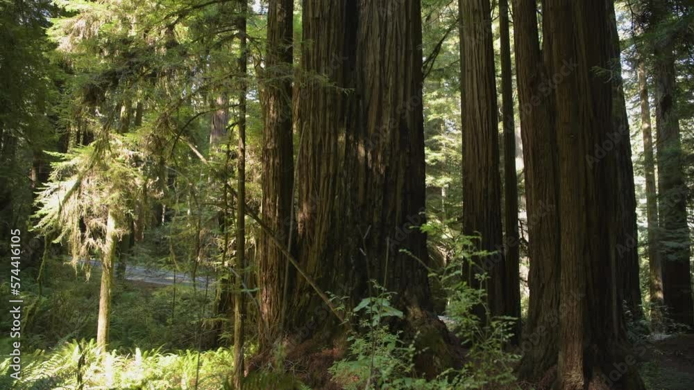 Old Growth Ancient Redwood Forest Old Growth Ancient Redwood Forest