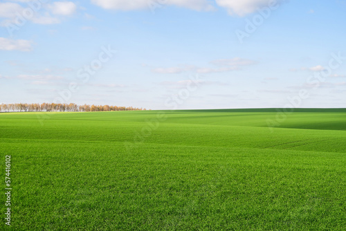 A wide horizontal panorama of a yellow-green field, rough terrain with trees, hills and traces of a passing car. Natural background of green wheat against a large blue sky on a sunny day.
