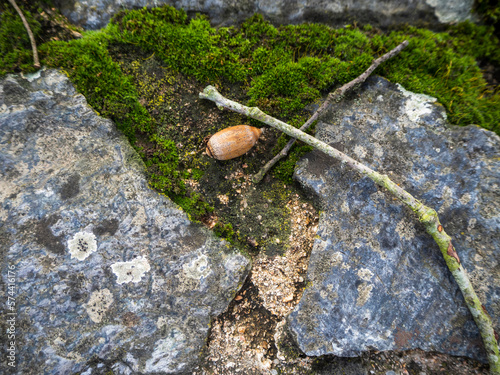 imagen detalle de una bellota en el suelo entre dos palos, entre musgo y piedras grises