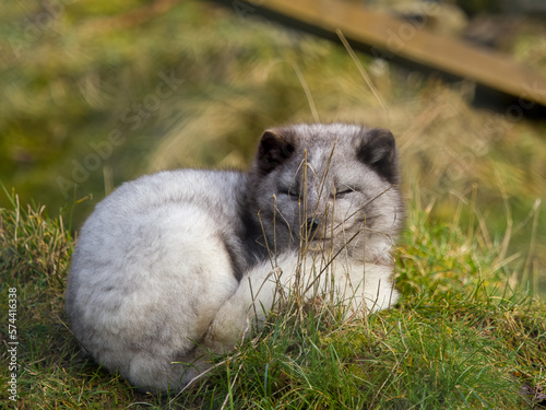 fox in the grass