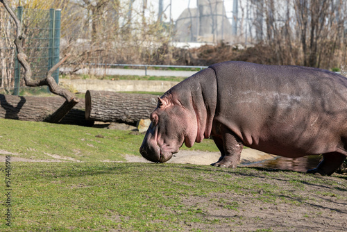 Hipopótamo en el zoo
