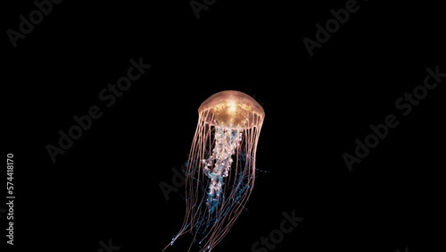 4K. blue fluorescent jellyfish swimming in deep ocean. transparent glowing jellyfish underwater shot moving in the water. marine life wallpaper background, isolated on black with alpha