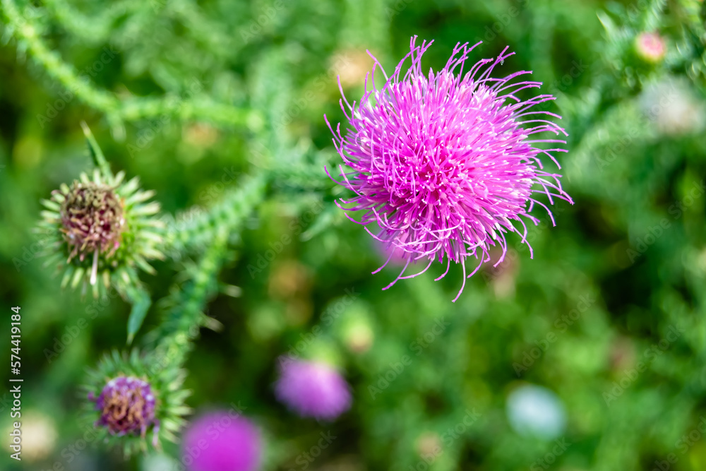 Beautiful growing flower root burdock thistle on background meadow Beautiful growing flower root burdock thistle on background meadow